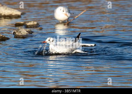 Non-breeding Black-headed Gull (Chroicocephalus ridibundus) bathing in Main Lake at WWT London Wetland Centre, UK Stock Photo
