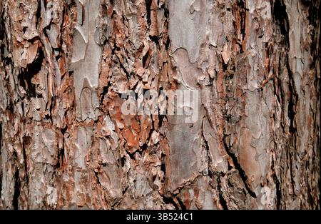 weathered pine tree bark background Stock Photo