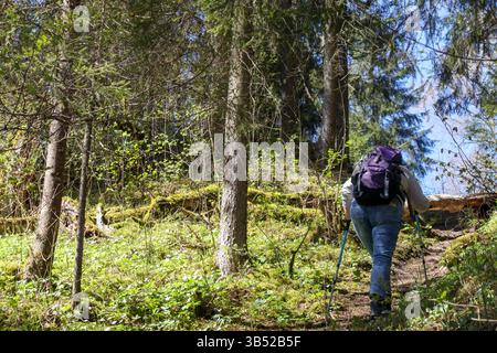 A man with a backpack and hiking poles walking up a small trail in a forest, where the sun is shining and green ground cover and trees are visible. Stock Photo