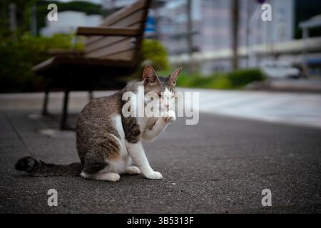 Stray cat cleaning its paw while sitting on pavement Stock Photo