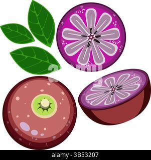 Star apple tropical fruit set vector illustration Stock Vector