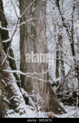 Tall tree with a thick, textured trunk and gnarled bark. Surrounding with smaller branches covered in a layer of snow. Stock Photo