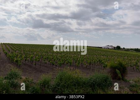 Lush vineyard stretching across rolling countryside, grapevines extending beneath overcast skies Stock Photo