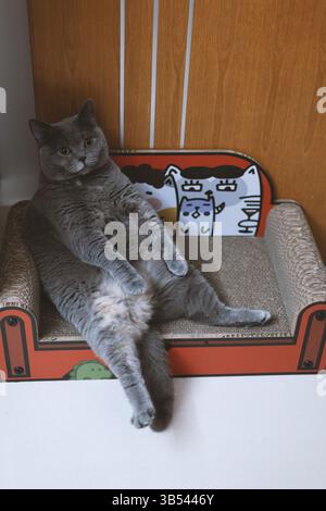 A British Shorthair cat sits lazily on the sofa, licking its fur. Nearby, a few toys and a towel lie scattered, hinting at playtime that��s now paused. Stock Photo