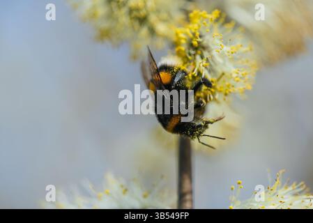 Close-up of a bumblebee covered in pollen, diligently collecting nectar from the blossoms of a willow tree, showcasing the essential role of pollinators in the ecosystem during springtime Stock Photo
