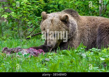European brown bear (Ursus arctos) feeding on roe deer carcass, hidden in brushwood of forest Stock Photo