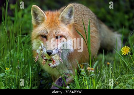 Red fox (Vulpes vulpes) running through meadow with mouthful of chicks after raiding chicken coop to feed its young / kits in spring Stock Photo