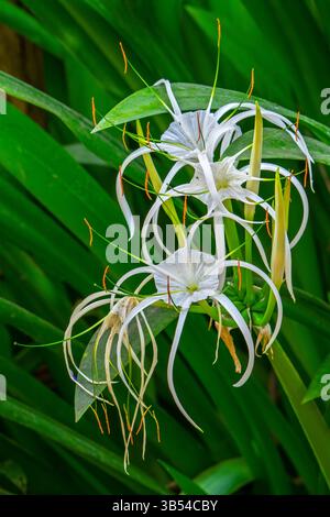 Spider lily (Hymenocallis species) in flower,  genus of flowering plants in the amaryllis family native to the Americas Stock Photo