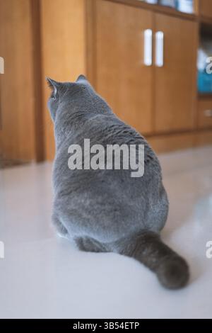 A grey British shorthair cat lies on a table and looks at its pet with a relaxed and contented expression. Stock Photo