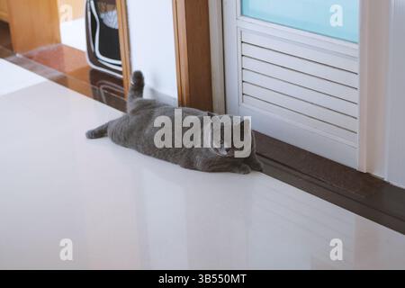 A grey British shorthair cat lies on a table and looks at its pet with a relaxed and contented expression. Stock Photo