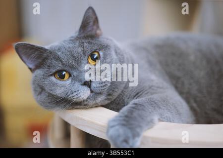 A grey British shorthair cat lies on a table and looks at its pet with a relaxed and contented expression. Stock Photo