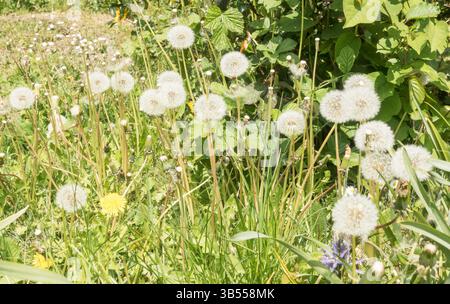 Seed heads of wild  dandelions "Taraxacum officinale" in April, England, UK Stock Photo