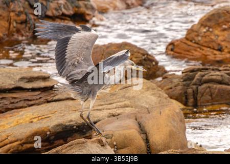 Grey heron in flight. Stock Photo