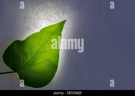 Close up of lilac green leaf on white background, backlit to display leaf veins structure and surface Stock Photo