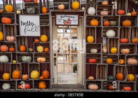 Pumpkin display. Stock Photo