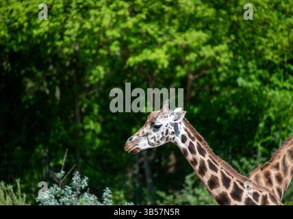 Rothschild's giraffe (Giraffa camelopardalis camelopardalis), Berlin Tierpark zoo, Germany Stock Photo