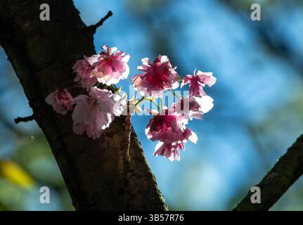 Japanese cherry tree in blossom, Berlin, Germany Stock Photo