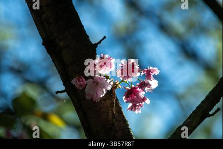 Japanese cherry tree in blossom, Berlin, Germany Stock Photo