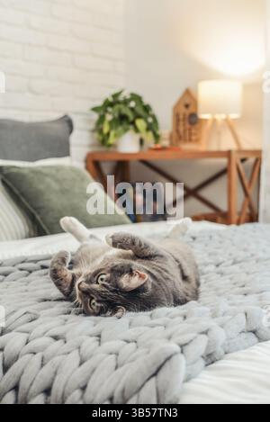 Cute gray tabby cat is lying on the bed in cozy bedroom with night light in background Stock Photo