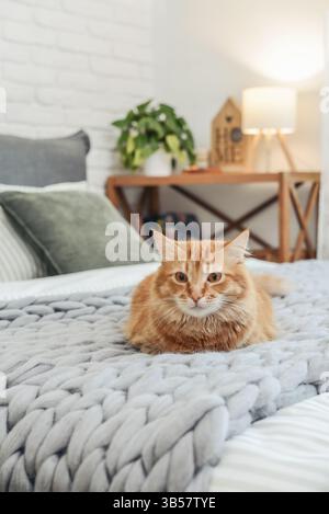 Cute red  cat is lying on the bed in cozy bedroom with night light in background Stock Photo