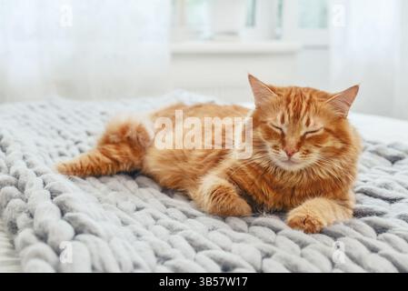 Cute red  cat is lying on the bed in cozy bedroom closeup Stock Photo
