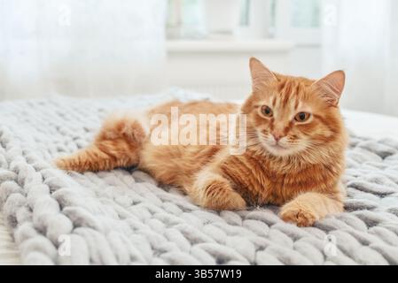 Cute red  cat is lying on the bed in cozy bedroom closeup Stock Photo