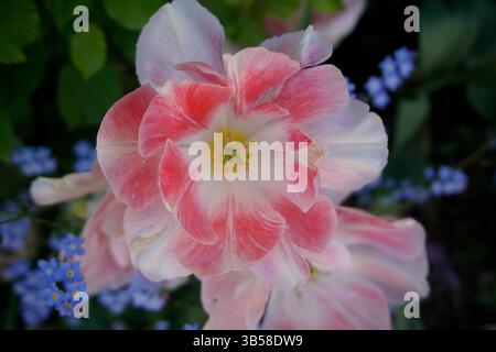 Close-up of a pink and white tulip (Tulipa) with delicate petals and a soft yellow center.Arundel,England Stock Photo