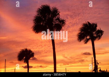 Palm trees are silhouetted against a deep orange and red sky. Stock Photo