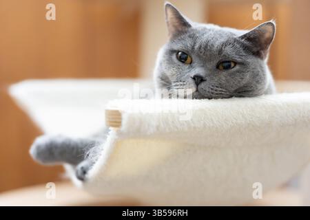 A British shorthair cat rests and sleeps on  the sofa Stock Photo