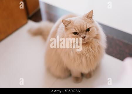 Cute chubby yellow British longhair cat looking intently at the birds outside the window as they fly in the sunlight Stock Photo