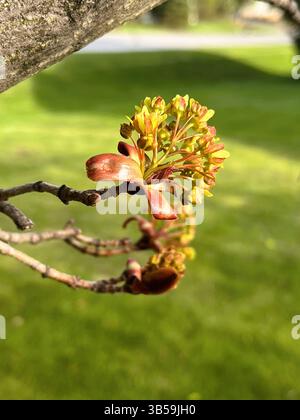 Fresh new buds begin to grow on a large red maple tree in early spring. Stock Photo