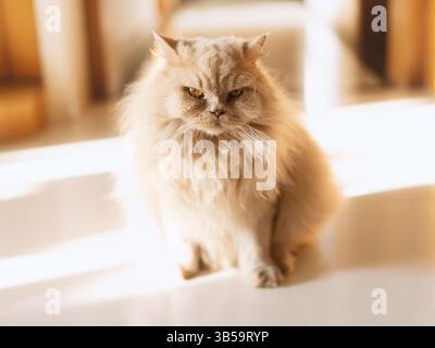 British longhair cat lying on the ceramic floor basking in the evening sunlight Stock Photo