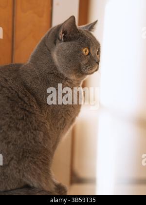A British Shorthair cat sits lazily on the sofa, licking its fur. Nearby, a few toys and a towel lie scattered, hinting at playtime that��s now paused. Stock Photo