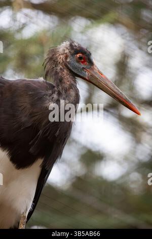 Close up view of a Abdim's stork (Ciconia abdimii). Stock Photo