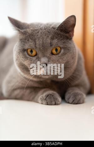 A British shorthair blue cat walks cautiously towards the camera Stock Photo