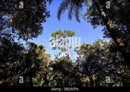 September 21, 2022, Orlando, Florida, USA: Longleaf pine trees are one significant feature of Dickson Azalea Park, seen on a tour of Orlando, FloridaÃ¢â‚¬â„¢s significant trees on Sept. 21, 2022. (Credit Image: © Patrick Connolly/Orlando Sentinel via ZUMA Press Wire) Stock Photo