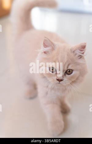 Fluffy British Shorthair kitten walking indoors with curious expression in soft natural light Stock Photo