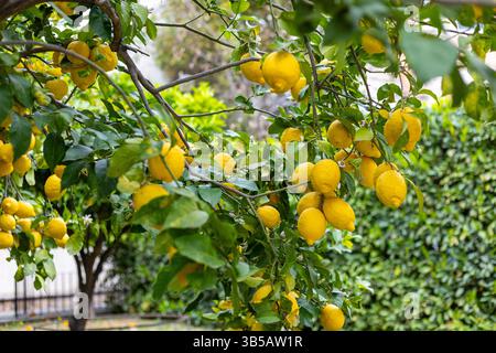 A lush lemon tree is full of plump, ripe lemons hanging from its branches in a colorful garden. Bright green leaves surround the vibrant yellow fruits Stock Photo