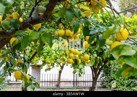 Bright yellow lemons hang heavily from branches in a vibrant garden. Lush green leaves surround the ripe fruit, creating a picturesque scene in late s Stock Photo