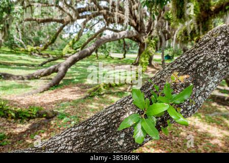 Orlando Florida,Mennello Museum of American Art,grounds giant live oak tree branches,sprawling limbs covered with moss and lichen,closeup of new green Stock Photo