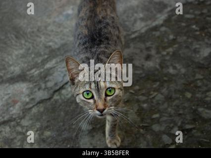 Green eye cat looking at the camera on a concrete surface Stock Photo