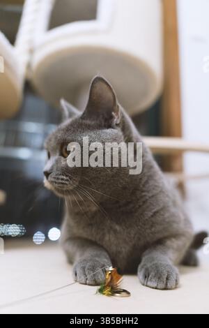 Gray Cat Playing with a Toy on the Floor Stock Photo