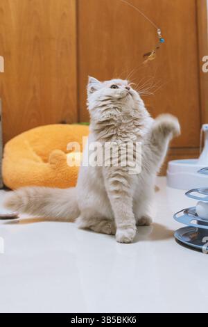 Fluffy white cat playing with a toy on the kitchen floor Stock Photo