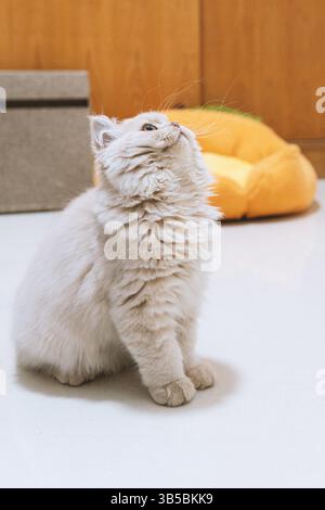 Fluffy white cat looking up indoors Stock Photo