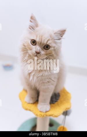 Fluffy white kitten sitting on a yellow cat tree perch Stock Photo
