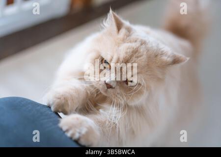 Fluffy Persian Cat Playing with Human Leg Stock Photo