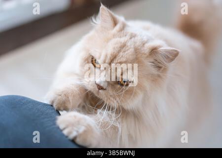 Fluffy Persian Cat Playing with Human Leg Stock Photo