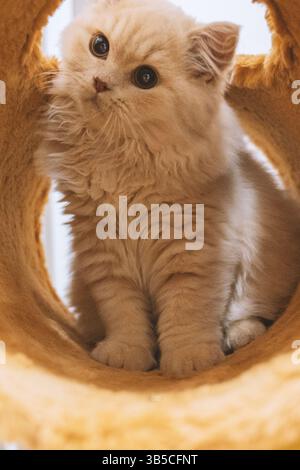 Fluffy ginger kitten peeking through a tunnel Stock Photo