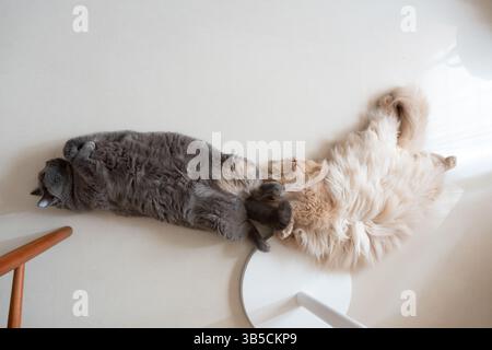Two cats sleeping together on a white surface Stock Photo