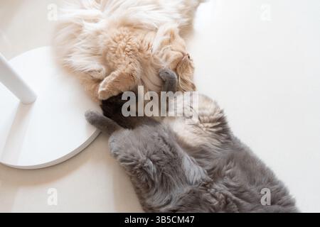 Two cats playing together on the floor Stock Photo